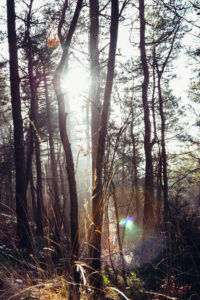 Autumn sun in the forest Autumn sun in the forest